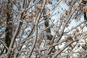 Image showing Forest in winter