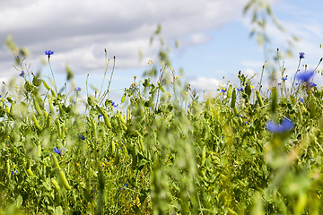 Image showing field of green peas