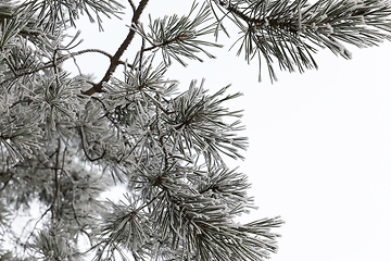 Image showing Winter trees, close-up