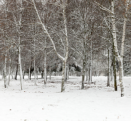 Image showing Forest in winter