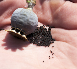 Image showing dark poppy flower