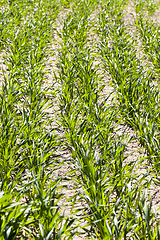Image showing green fresh rye field