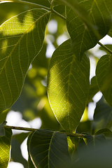 Image showing green fresh foliage of a walnut