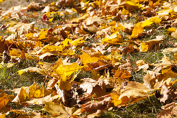 Image showing orange foliage maple