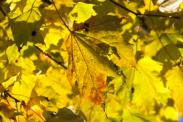 Image showing yellow maple leaves close up