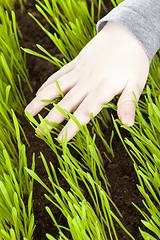 Image showing young wheat