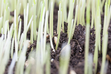 Image showing sprouts of wheat