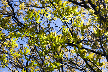 Image showing crown of oak