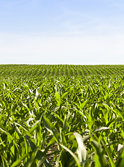 Image showing fresh green corn foliage