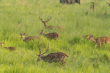 Image showing Sika or spotted deers herd in the elephant grass