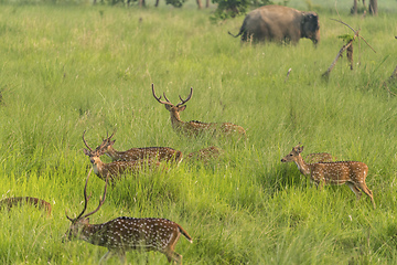 Image showing Sika or spotted deers herd in the elephant grass