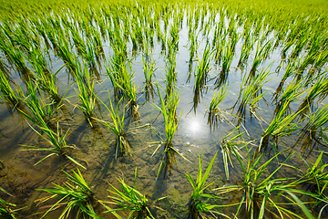 Image showing Rice paddy