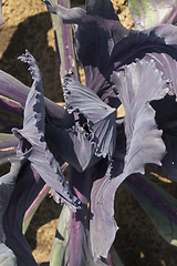 Image showing cabbage purple