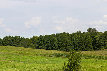 Image showing summer landscape