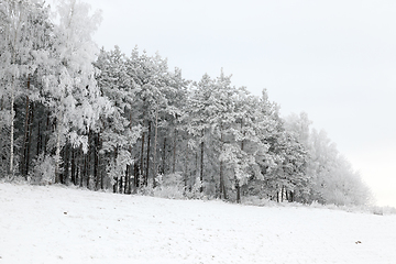 Image showing Photographed winter forest ,