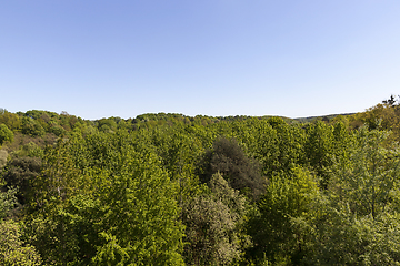 Image showing mixed forest