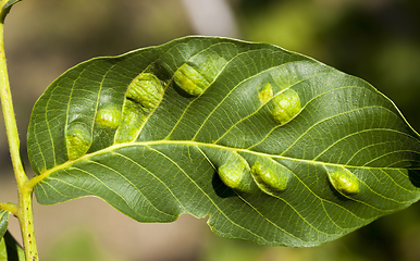 Image showing struck foliage walnut mites