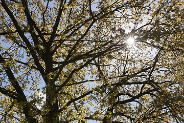 Image showing crown of oak