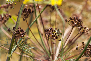 Image showing soft dill umbrellas