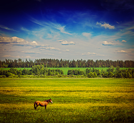 Image showing Spring summer green field scenery lanscape with horse