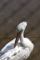 Image showing white pelican