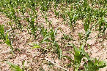Image showing green maize