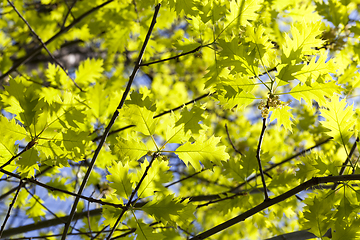 Image showing oak leaves