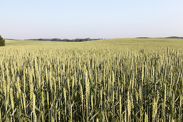 Image showing An agricultural field with a crop