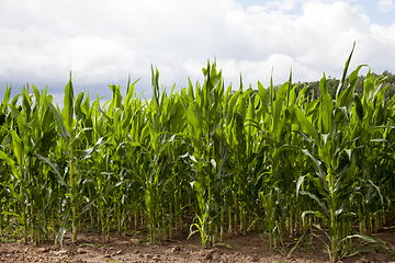 Image showing field with green corn