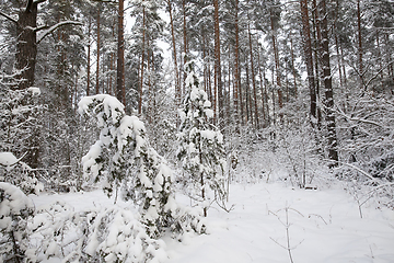 Image showing Snow drifts in winter