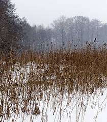 Image showing Winter time of the year