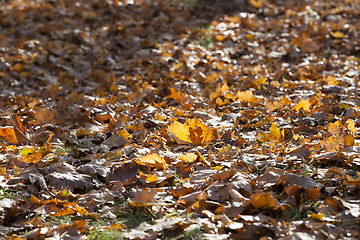 Image showing fallen foliage