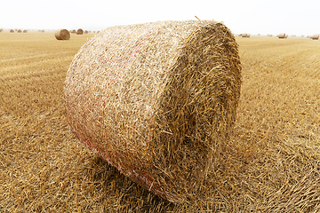 Image showing cylindrical bales of straw