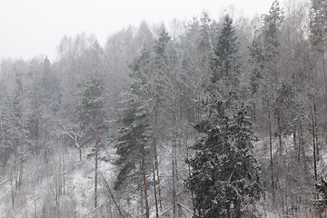 Image showing forest in winter