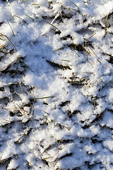 Image showing Snow after snowfall