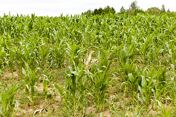Image showing green maize