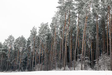 Image showing Snow drifts in winter