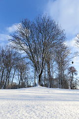 Image showing Branches of a tree in the snow