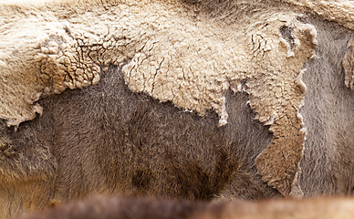 Image showing brown bison skin