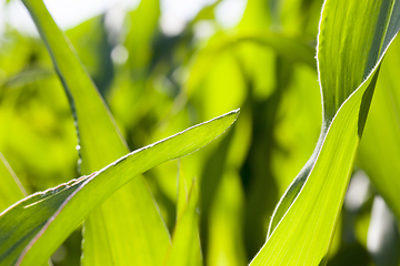Image showing green beautiful corn foliage close up agricultural