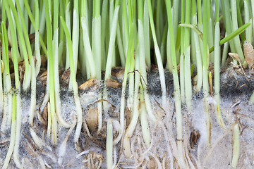 Image showing wheat plants