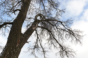 Image showing tree without leaves