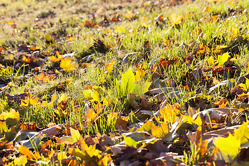 Image showing The fallen maple leaves