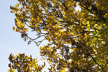 Image showing yellowed ash foliage