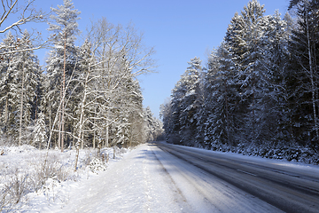 Image showing Trees in winter