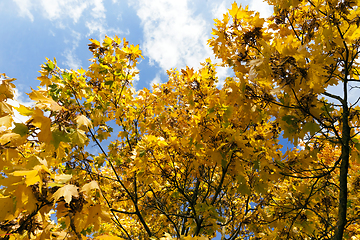 Image showing yellowed maple trees in autumn