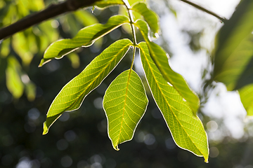 Image showing new walnut leaves