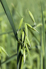 Image showing green plants oats