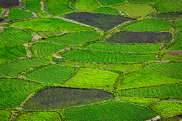 Image showing Green fields close up, India