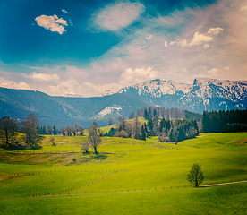 Image showing German idyllic pastoral countryside in spring with Alps in backg